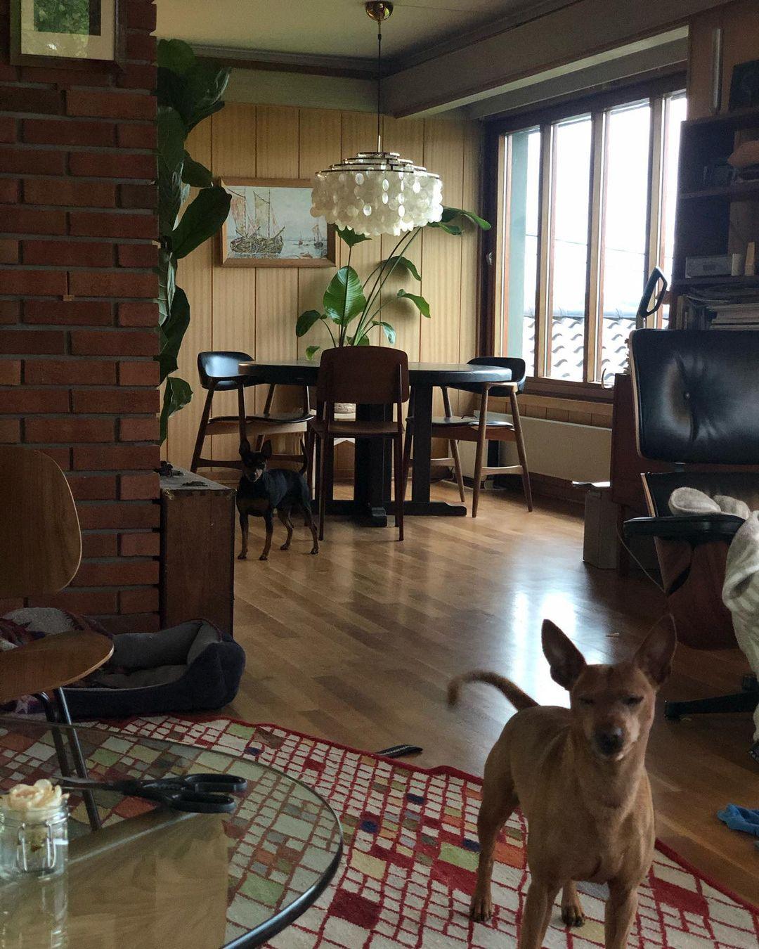 Riley Shell Chandelier